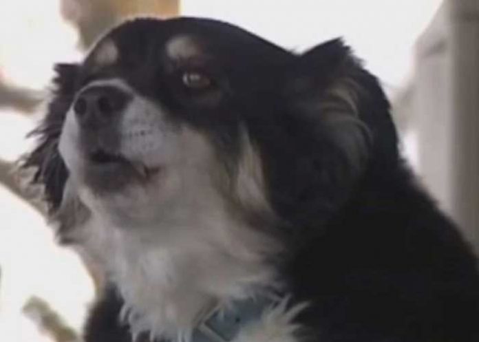 Perro hereda 5 millones de dólares y no saben cómo gastarlos