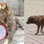 Viral: Roban casa de perrito abandonado y luego la regresaron Viral: Roban casa de perrito abandonado y luego la regresaron