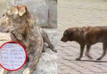 Viral: Roban casa de perrito abandonado y luego la regresaron Viral: Roban casa de perrito abandonado y luego la regresaron