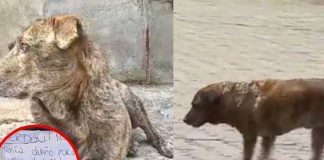 Viral: Roban casa de perrito abandonado y luego la regresaron