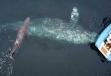 Video: Turistas logran presenciar el nacimiento de una ballena gris Video: Turistas logran presenciar el nacimiento de una ballena gris