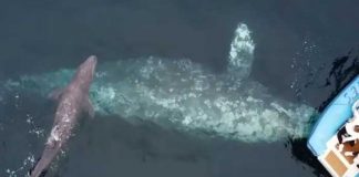 Video: Turistas logran presenciar el nacimiento de una ballena gris