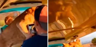 Leona da el susto de sus vidas a turistas en safari