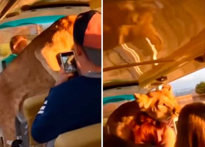 Leona da el susto de sus vidas a turistas en safari