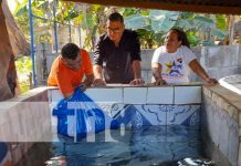 Alternativa para salir adelante: Familias de Managua crían tilapias en sus patios Alternativa para salir adelante: Familias de Managua crían tilapias en sus patios