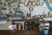 Caficultores de Ometepe apuestan a participar en la taza a la excelencia Foto: Caficultores de Ometepe apuestan a participar en la taza a la excelencia / TN8