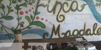 Foto: Caficultores de Ometepe apuestan a participar en la taza a la excelencia / TN8