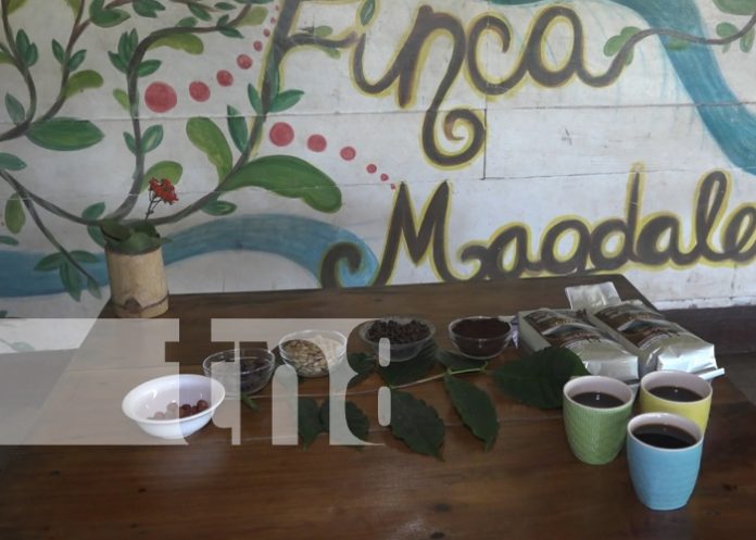 1 Foto: Caficultores de Ometepe apuestan a participar en la taza a la excelencia / TN8