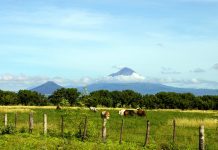 En Nicaragua la agricultura y ganadería incrementa su producción Foto: Agricultura y ganadería con grandes beneficios para Nicaragua / Cortesía
