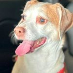 Perrita es abandonada por su dueña en aeropuerto