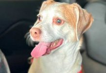 ¿Sin corazón? Abandona a su perrita en aeropuerto para no pagar su pasaje Perrita es abandonada por su dueña en aeropuerto