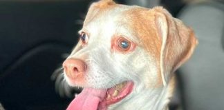 Perrita es abandonada por su dueña en aeropuerto