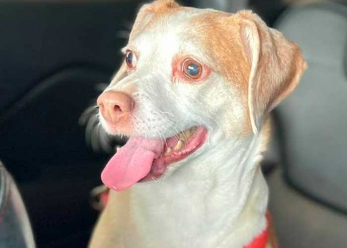 Perrita es abandonada por su dueña en aeropuerto