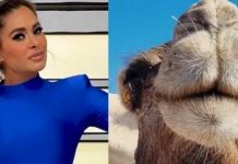 ¿Cómo así? Casi intercambian a Galilea Montijo por 150 camellos en Marruecos