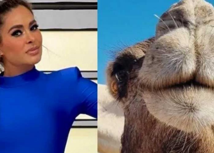 ¿Cómo así? Casi intercambian a Galilea Montijo por 150 camellos en Marruecos