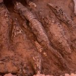 Arqueólogos hallan cocodrilos momificados en Egipto Arqueólogos hallan cocodrilos momificados en Egipto