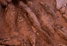 Arqueólogos hallan cocodrilos momificados en Egipto