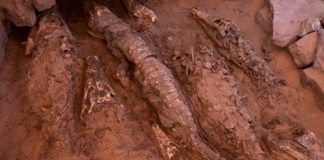 Arqueólogos hallan cocodrilos momificados en Egipto