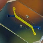 ¡Insólito! Científicos recrean una vagina dentro de un chip