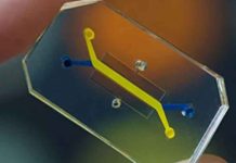 ¡Insólito! Científicos recrean una vagina dentro de un chip ¡Insólito! Científicos recrean una vagina dentro de un chip