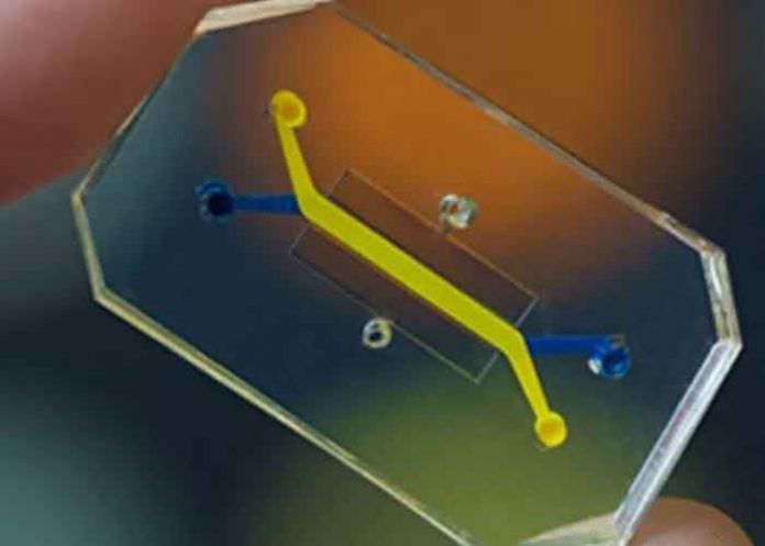 ¡Insólito! Científicos recrean una vagina dentro de un chip