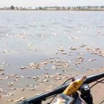 Miles de peces muertos por falta de agua en laguna de Villa Cañás, Argentina