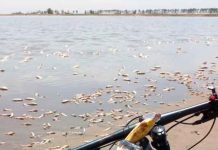 Miles de peces muertos por falta de agua en laguna de Villa Cañás, Argentina Miles de peces muertos por falta de agua en laguna de Villa Cañás, Argentina