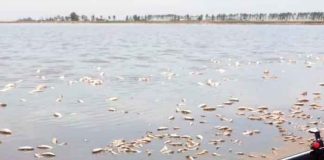 Miles de peces muertos por falta de agua en laguna de Villa Cañás, Argentina