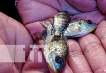 Estanque de peces para garantizar la seguridad alimentaria en Tisma Estanque de peces para garantizar la seguridad alimentaria en Tisma