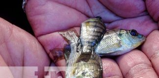 Estanque de peces para garantizar la seguridad alimentaria en Tisma