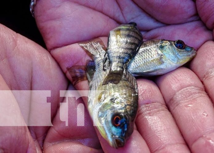 Estanque de peces para garantizar la seguridad alimentaria en Tisma