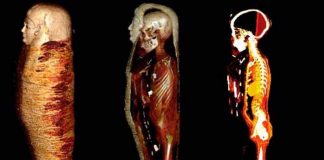 Más de 40 amuletos son encontrados dentro de una momia en Egipto