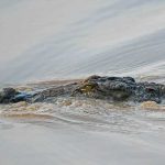 Cocodrilo entrega cuerpo de un niño ahogado con su familia en Indonesia