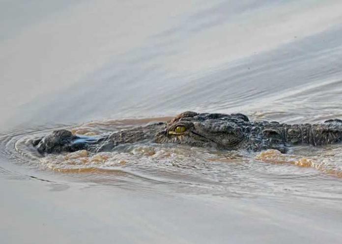 Cocodrilo entrega cuerpo de un niño ahogado con su familia en Indonesia