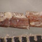 Foto: ¡Increíble! Gusano fosilizado podría explicar el origen de los anfibios / Cortesía