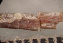 Foto: ¡Increíble! Gusano fosilizado podría explicar el origen de los anfibios / Cortesía