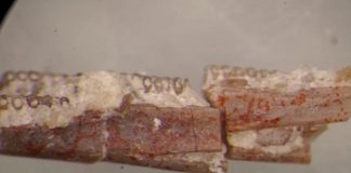 Foto: ¡Increíble! Gusano fosilizado podría explicar el origen de los anfibios / Cortesía