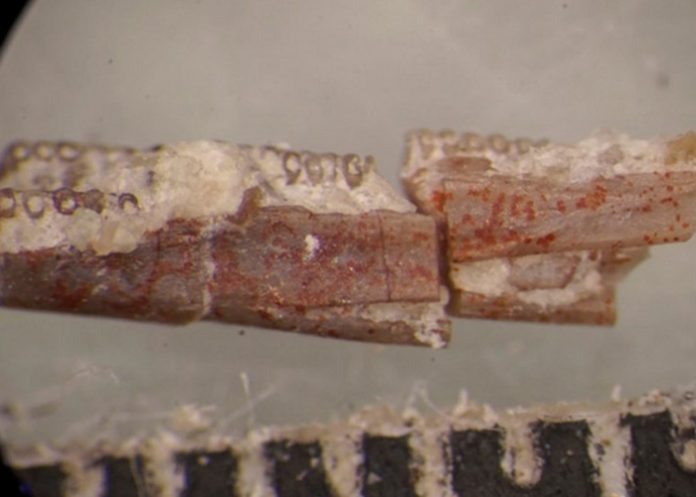 Foto: ¡Increíble! Gusano fosilizado podría explicar el origen de los anfibios / Cortesía