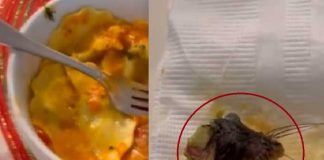 ¡Salada con su antojo! Panzona encuentra un ratón en su pasta
