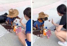 “Hasta ellos facturan”, perro es viral al “cobrar” por dar la pata “Hasta ellos facturan”, perro es viral al “cobrar” por dar la pata