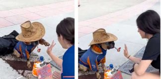 “Hasta ellos facturan”, perro es viral al “cobrar” por dar la pata