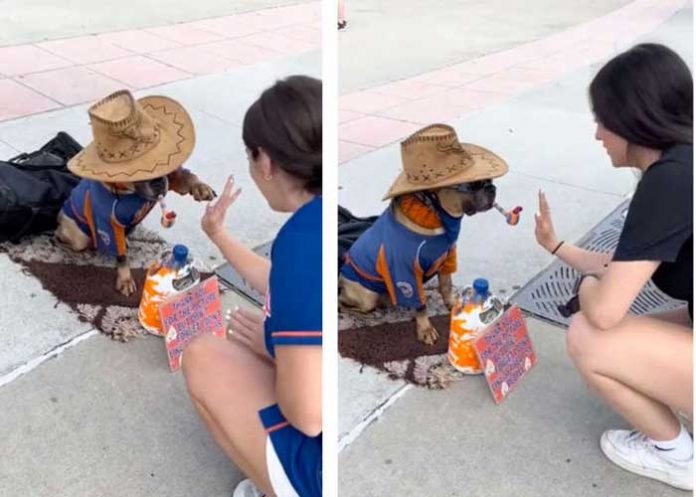 1 “Hasta ellos facturan”, perro es viral al “cobrar” por dar la pata