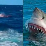 Tiburón mata a un buzo en México; le arrancó la cabeza y le mordió los hombros Tiburón mata a un buzo en México; le arrancó la cabeza y le mordió los hombros