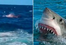 Tiburón mata a un buzo en México; le arrancó la cabeza y le mordió los hombros Tiburón mata a un buzo en México; le arrancó la cabeza y le mordió los hombros