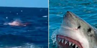 Tiburón mata a un buzo en México; le arrancó la cabeza y le mordió los hombros