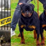 Niño de siete muere despedazado por el ataque de 4 perros rottweiler en EE.UU. Menor muere al ser atacado por perros rottweiler en EE.UU.