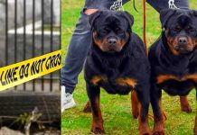 Niño de siete muere despedazado por el ataque de 4 perros rottweiler en EE.UU. Menor muere al ser atacado por perros rottweiler en EE.UU.