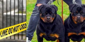 Menor muere al ser atacado por perros rottweiler en EE.UU.