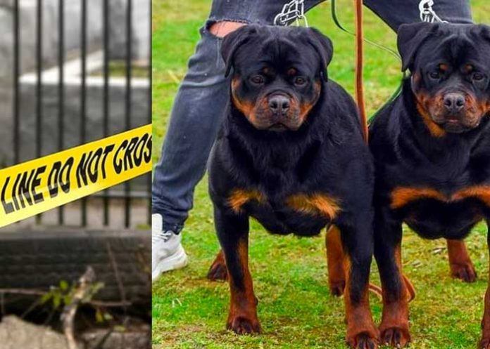 Menor muere al ser atacado por perros rottweiler en EE.UU.