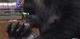Mamá gorila abrazó a su pequeño bebé recién nacido
